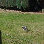 Pas op, gevaarlijke hond!
